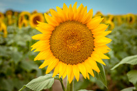 Scenic Sunflowers