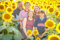 Shew Sunflowers 21